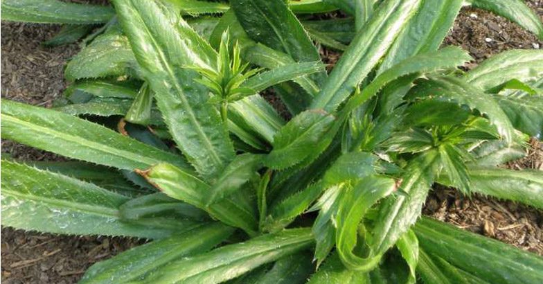 ഗുണത്തിലും രുചിയിലും മുന്നില്‍ ആഫ്രിക്കന്‍ മല്ലി