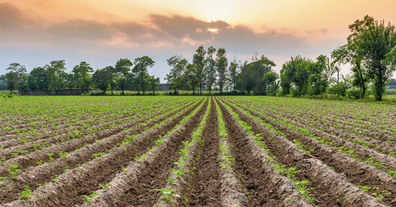 അന്തരീക്ഷത്തില്‍ ചൂട് വര്‍ധിക്കുന്നു: മണ്ണില്‍ ജലാംശം നിലനിര്‍ത്താം