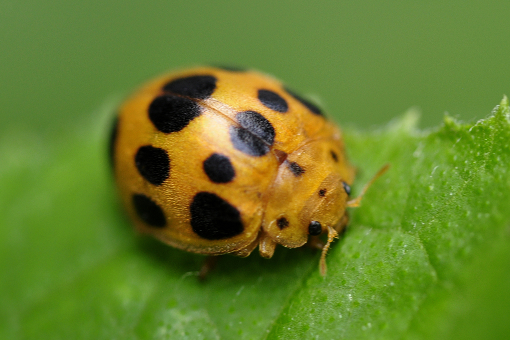 ഇല തിന്നു ചെടി നശിപ്പിക്കുന്ന ആമ വണ്ട്