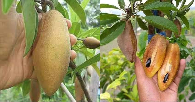 വാഴപ്പഴം പോലെയുള്ള സപ്പോട്ട