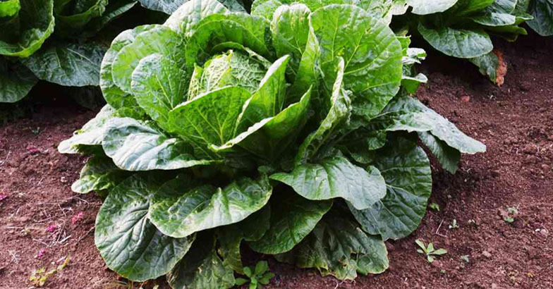 കാബേജിനും  കോളിഫ്ലവറിനും   രണ്ടാം വളപ്രയോഗം