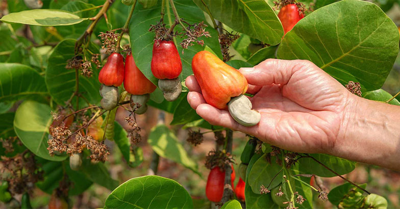 കശുമാവിന് ഭീഷണിയായി തേയില കൊതുക്