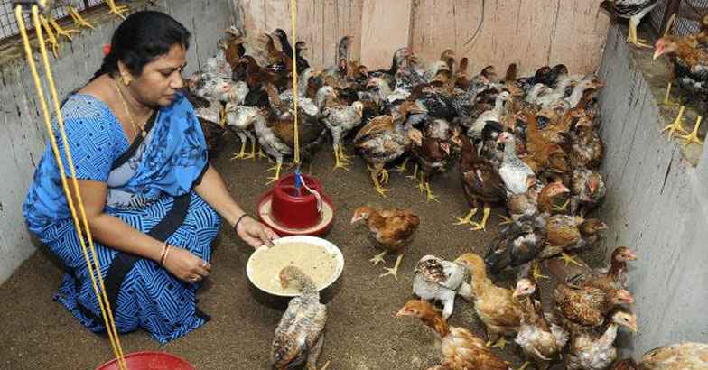 അല്‍പ്പം സമയവും ഇത്തിരി സ്ഥലവും  മാറ്റിവയ്ക്കൂ; വീട്ടുമുറ്റത്ത് കോഴികളെ വളര്‍ത്താം