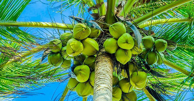 തെങ്ങിന് കൂമ്പു ചീയല്‍, കമുകിന് മഹാളി, കുരുമുളകില്‍  ദ്രുതവാട്ടം; ദീര്‍ഘകാല വിളകള്‍ക്ക് മഴക്കാലത്തുണ്ടാകുന്ന  പ്രശ്‌നങ്ങള്‍
