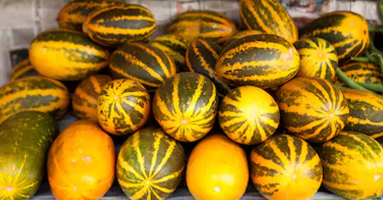 വെള്ളരി വര്‍ഗവിളകളില്‍ കായ് ചീയല്‍  രൂക്ഷം; ജൈവ രീതിയില്‍ നിയന്ത്രിക്കാം