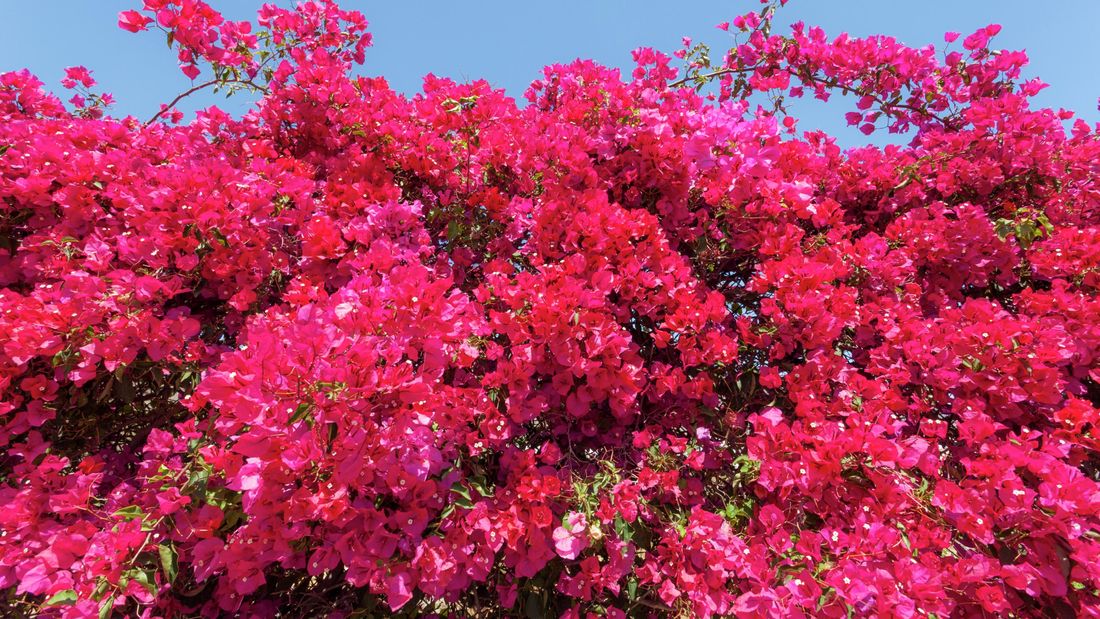 വേനലില്‍ വിരിയുന്ന വര്‍ണ വൈവിധ്യം; ബോഗന്‍ വില്ല നന്നായി പൂക്കാന്‍ 