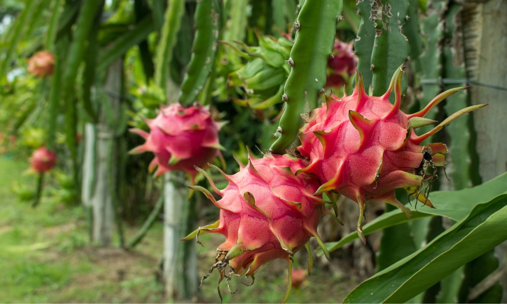 പഴ വിപണിയിലെ താരം; ഡയറ്റിങ് ലിസ്റ്റിലെ പ്രധാനി; ഡ്രാഗണ്‍ ഫ്രൂട്ട് കൃഷി തുടങ്ങാം