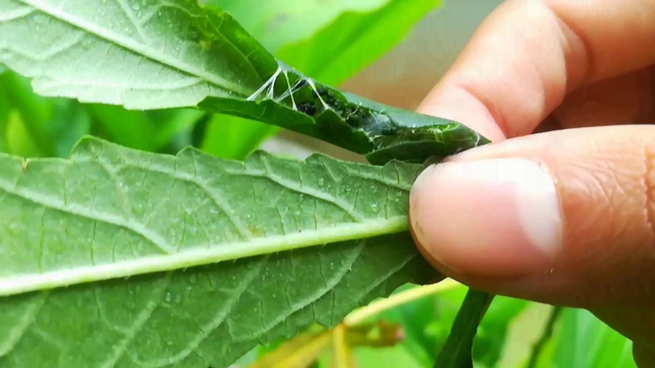 തണ്ടു തുരപ്പന്‍-കായ് തുരപ്പന്‍ പുഴുക്കളെ തുരത്തി പച്ചക്കറി വിളയിക്കാം 