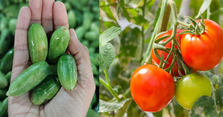 കോവക്കയില്‍ കുരുടിപ്പ് ; തക്കാളിയില്‍ മഞ്ഞളിപ്പ് -  വേനല്‍ക്കാലക്കൃഷിയില്‍ വിജയം കാണാന്‍