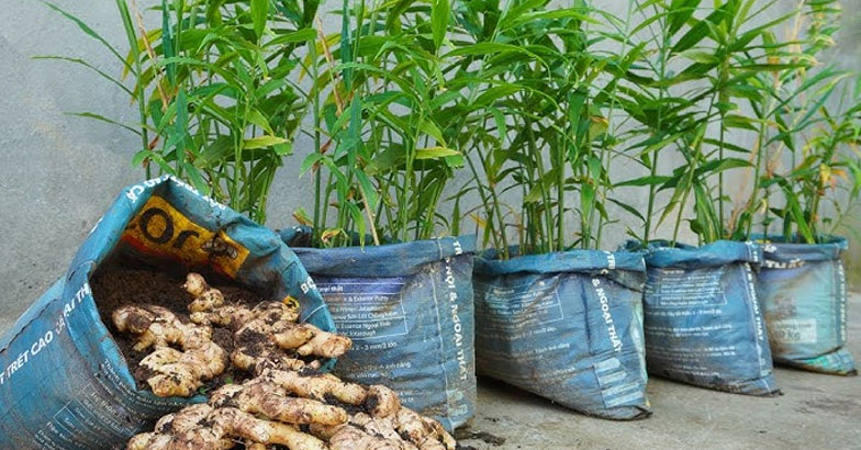 ഇഞ്ചിക്ക് മൂന്നാം വളപ്രയോഗം 