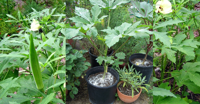 വേനല്‍ക്കാലത്ത് കൃഷി വിജയമാക്കാം; ഓര്‍ത്തിരിക്കണം ഈ നാട്ടറിവുകള്‍ 