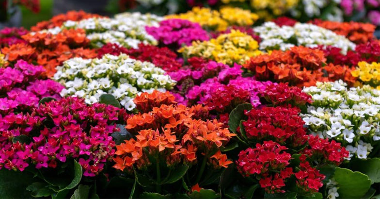 പൂന്തോട്ടത്തിന് മാറ്റു കൂട്ടാന്‍ കലാഞ്ചോ