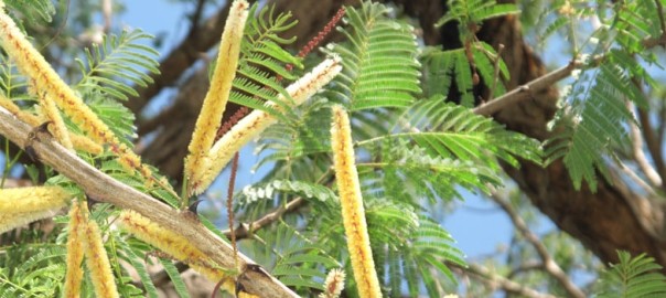 ദാഹശമനിയും ഔഷധവും