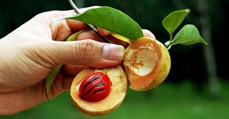 ഇലകൊഴിച്ചിലും കുമിള്‍ രോഗ ബാധകളും രൂക്ഷം: ജാതി കര്‍ഷകര്‍ ആശങ്കയില്‍ 