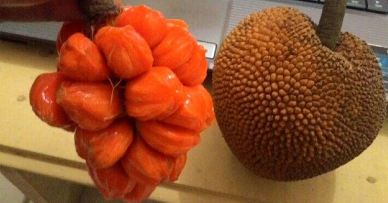 മധുരം കിനിയും കെല്‍ഡാന്‍ ആഞ്ഞിലി