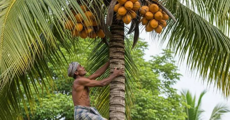 കേര സുരക്ഷാ ഇന്‍ഷുറന്‍സ് പദ്ധതിക്ക് തുടക്കമാകുന്നു