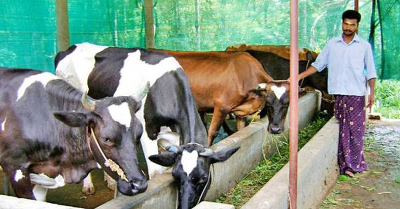 ക്ഷീര വികസന വകുപ്പ് വാര്‍ഷിക പദ്ധതി -  അപേക്ഷ ഈമാസം 25 വരെ 