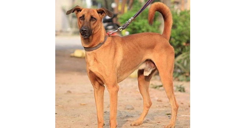 ജീവനുള്ള സിസി ടിവി, കടിയുടെ ചൂടറിഞ്ഞ്  ഓടിയ വെള്ളപ്പട്ടാളം : തമിഴ് മണ്ണിന്റെ യുദ്ധ വീരന്‍ കോമ്പൈ