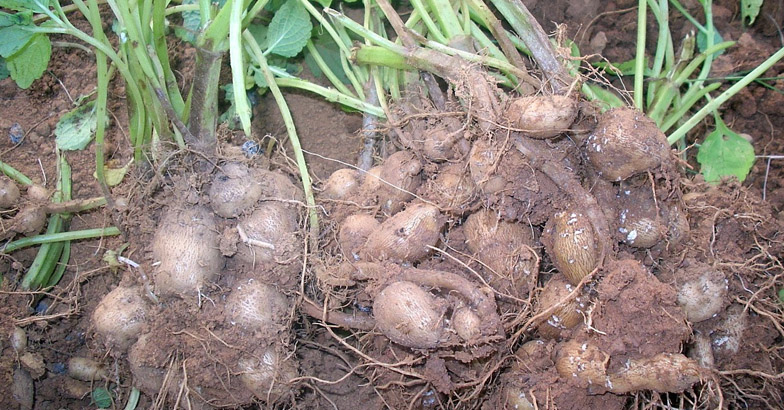 കൂര്‍ക്ക നടാന്‍ സമയമായി