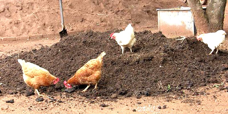 അന്തരീക്ഷത്തില്‍ ചൂട് കൂടുന്നു; കോഴിക്കാഷ്ടം വളമാക്കുമ്പോള്‍ ശ്രദ്ധിക്കണം 