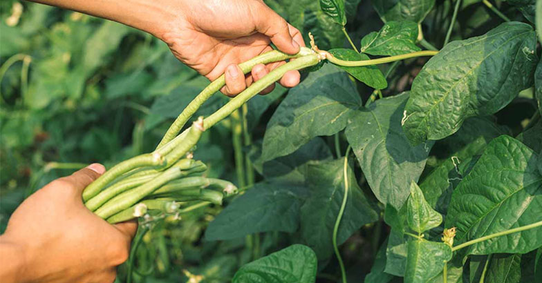 പയറില്‍ മുഞ്ഞ, കാബേജ് ഇല  അഴുകുന്നു; ശ്രദ്ധിക്കേണ്ട കാര്യങ്ങള്‍