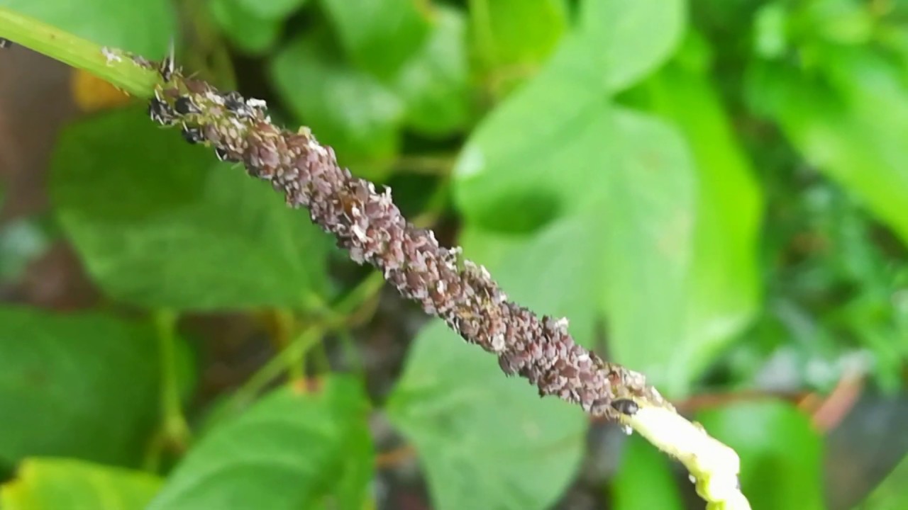 മുഞ്ഞയെ തുരത്തി പയര്‍ വിളവെടുക്കാനൊരു അത്ഭുത കീടനാശിനി 