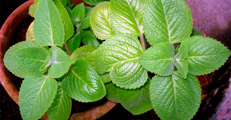 വീട്ടുമുറ്റത്ത് കുറച്ചു പനിക്കൂര്‍ക്ക വളര്‍ത്തൂ 