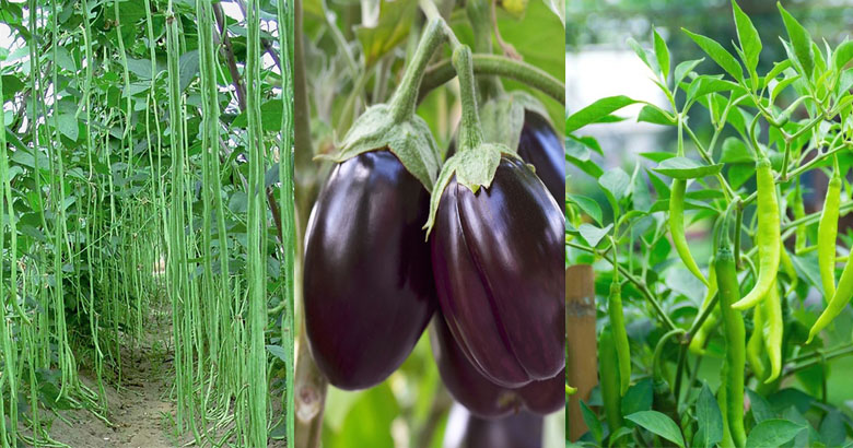 പച്ചക്കറികള്‍ നശിപ്പിക്കാന്‍ നീരൂറ്റിക്കുടിക്കുന്ന കീടങ്ങള്‍