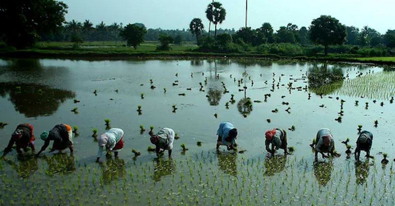 തിരുവാതിര ഞാറ്റുവേല: ചന്തകളും കര്‍ഷക സഭകളുമായി 
