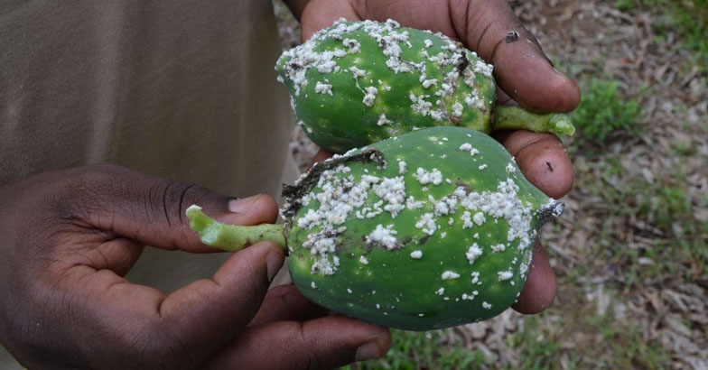 പപ്പായയില്‍ മീലി മൂട്ട ;  ജൈവ രീതിയില്‍ നശിപ്പിക്കാം
