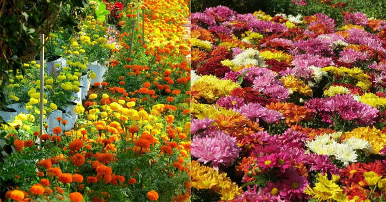 പുഷ്പങ്ങളുടെ നിറക്കാഴ്ചയൊരുക്കി പൂപ്പൊലി 