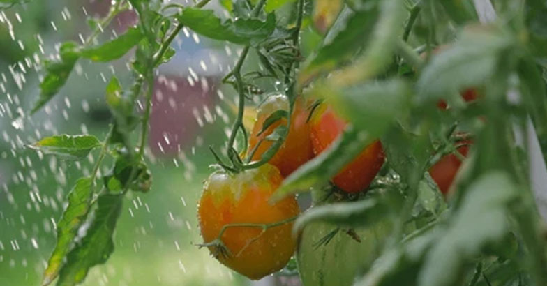 കനത്ത മഴയത്തും പച്ചക്കറിച്ചെടി നന്നായി കായ്ക്കാന്‍   