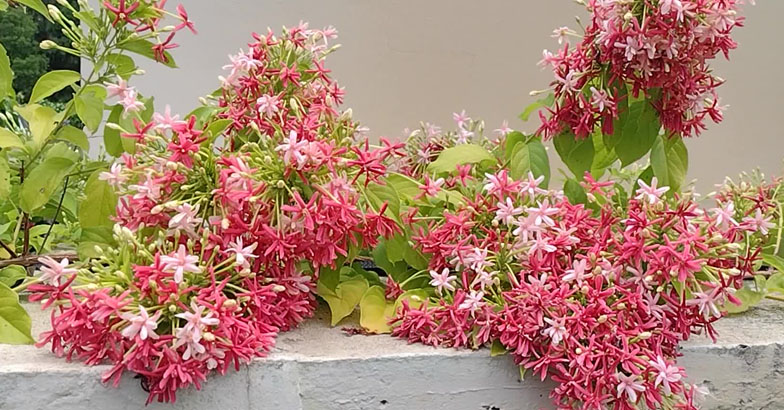 പടര്‍ന്നു വളരുന്ന പൂക്കാലം: ഏതു കാലാവസ്ഥയിലും  വസന്തം വിരിയിച്ചു മധുമാരുതി