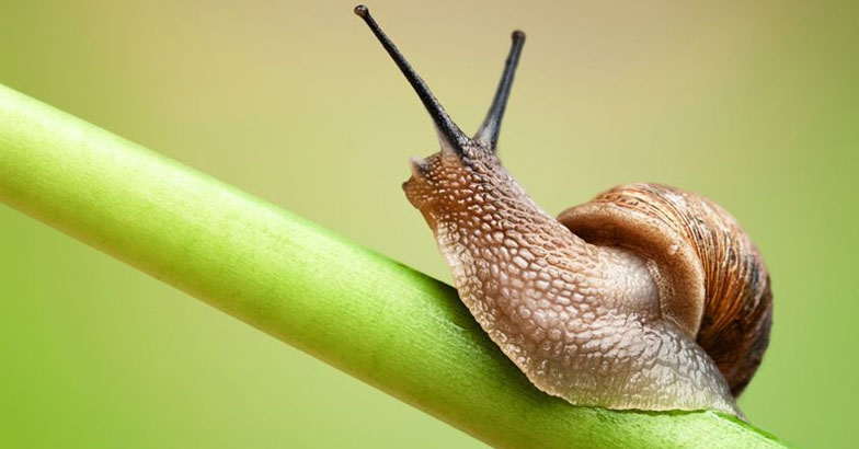 കള്ളന്‍മാരെ പോലെ അര്‍ധരാത്രി പതുങ്ങിയെത്തും;  പണി തീര്‍ത്ത് പുലര്‍ച്ചയോടെ മടക്കം- ഒച്ച് ശല്യത്തില്‍ വലഞ്ഞ് ജനം