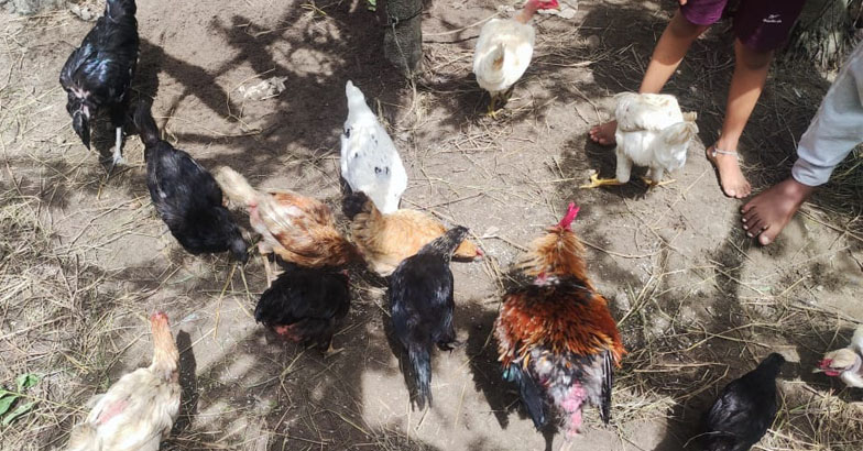 തെരുവ് നായ്ക്കള്‍  80 കോഴികളെ കൊന്നിട്ടും തോറ്റുകൊടുത്തില്ല,  പുഴുക്കളും ചിതലുകളും തീറ്റയാക്കി ചെലവ് കുറയ്ക്കല്‍ : വീട്ടമ്മയുടെ നാടന്‍ കോഴി വളര്‍ത്തല്‍