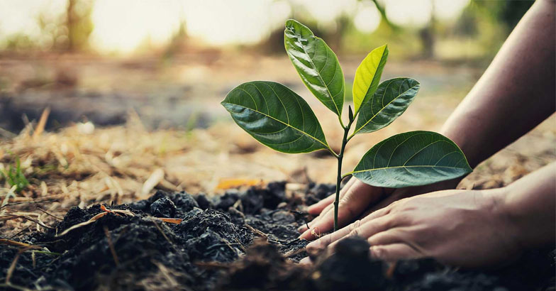  മരങ്ങള്‍ നടാന്‍ ധനസഹായവുമായി സര്‍ക്കാര്‍