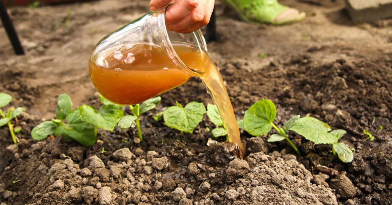 വളപ്രയോഗം സമയവും സന്ദര്‍ഭവും നോക്കി