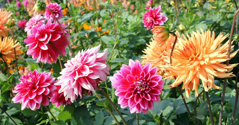 നിത്യവസന്തം തീര്‍ക്കുന്ന ഡാലിയ