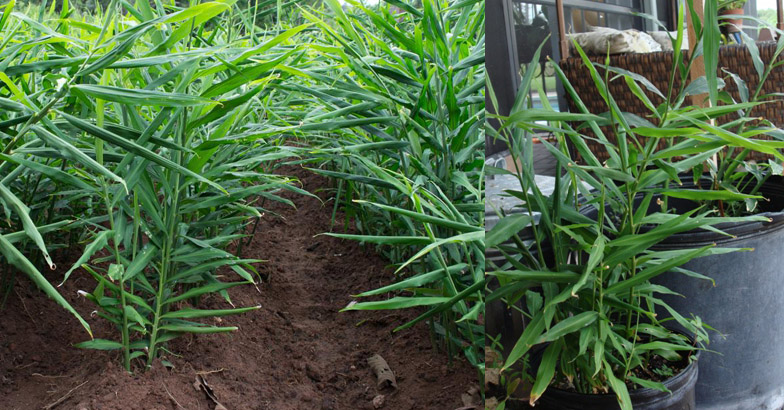 മഴയുടെ ശക്തി കുറഞ്ഞു തുടങ്ങി:  ഇഞ്ചിക്കും മഞ്ഞളിനും ആദ്യ വളപ്രയോഗം 
