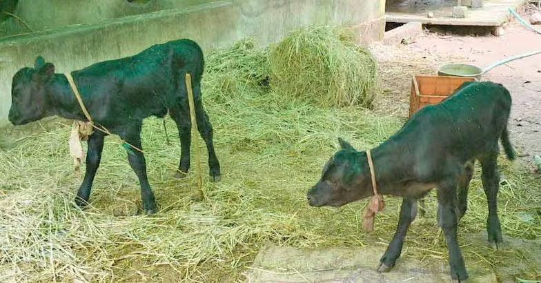 ക്ഷീരമേഖലയില്‍ അപൂര്‍വ നേട്ടം:  ജനിച്ചത് ഇരട്ട പശുക്കുട്ടികള്‍