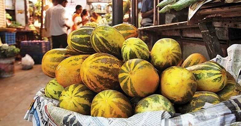 വെള്ളരിക്കൃഷിയില്‍ ശ്രദ്ധിക്കുക: രോഗ-കീടബാധ വര്‍ധിക്കുന്നു