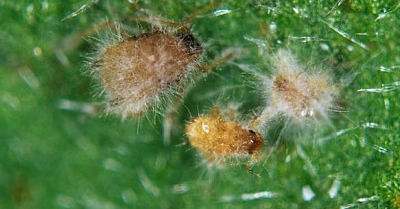 മുഞ്ഞയെയും വെളളീച്ചയെയും തുരത്താന്‍ വെര്‍ട്ടിസീലിയം