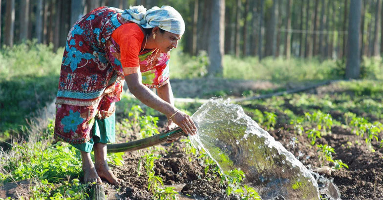 രാവിലെയോ വൈകുന്നേരമോ...? ചെടികള്‍ നനയ്ക്കാന്‍ ഏതാണ് നല്ല സമയം