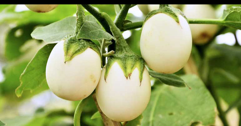 വേനലില്‍ ഇരട്ടി വിളവിന് വെള്ള വഴുതന