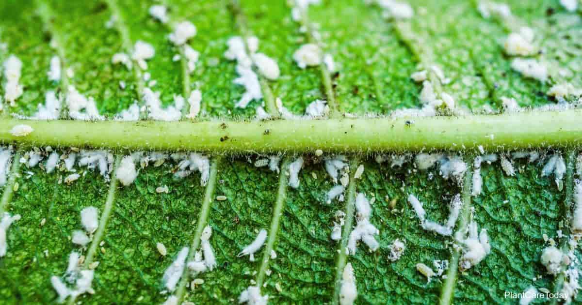 വെള്ളീച്ച ശല്യം വ്യാപകം : ജൈവരീതിയില്‍ പ്രതിരോധിക്കാം