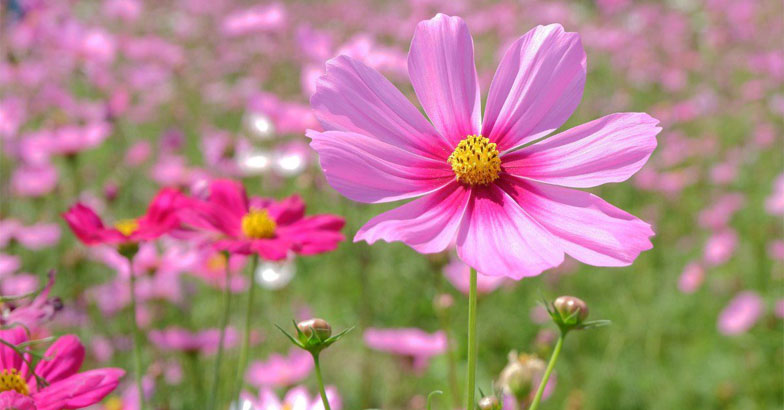 കത്തുന്ന വേനലിലും പൂന്തോട്ടം കളര്‍ഫുള്‍: നടാം ഈ ചെടികള്‍ 